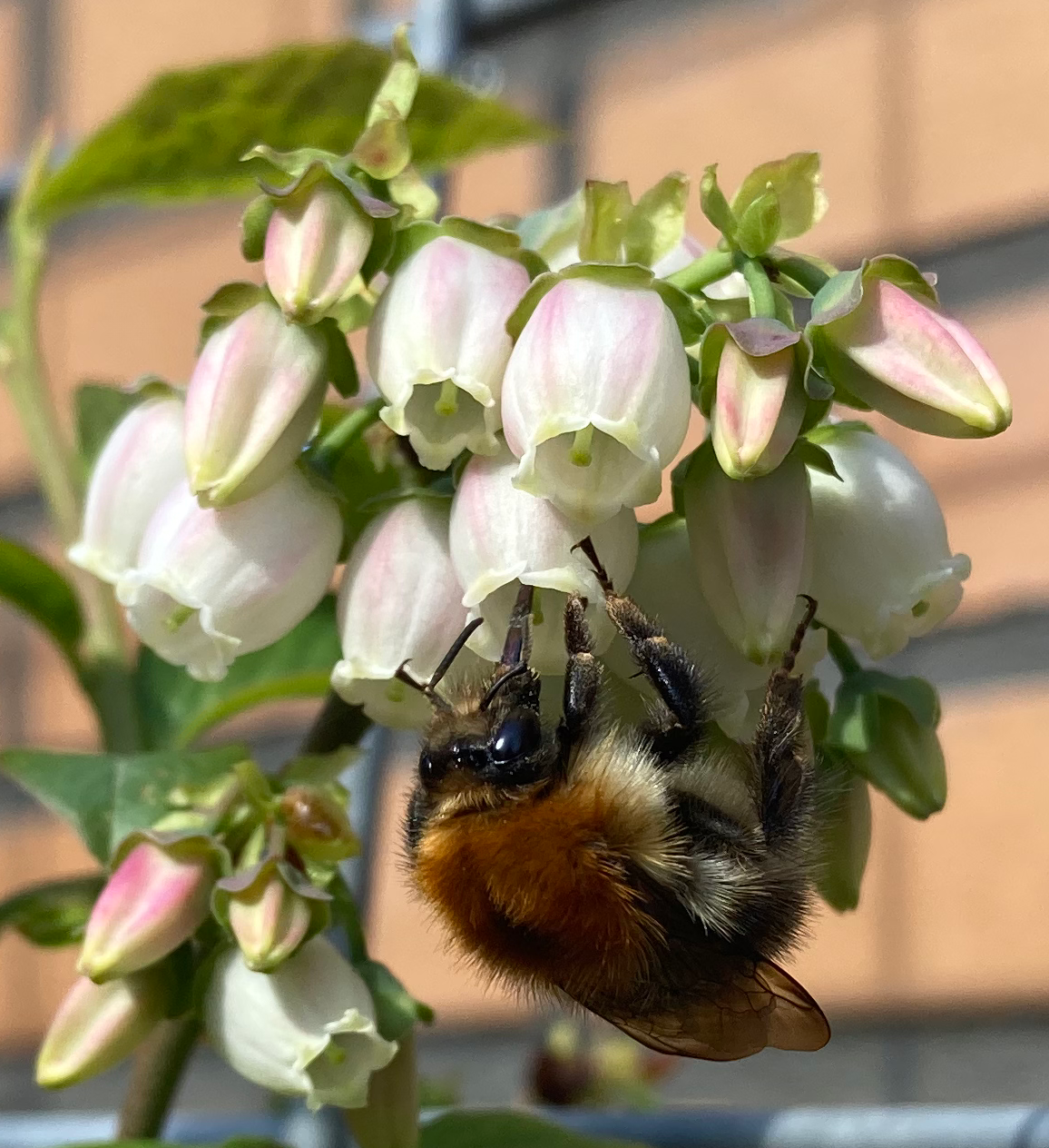 Hommel op Blauwe Bes Bloesem